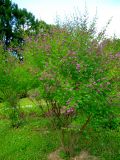 Смотреть изображение Lespedeza bicolor