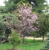 Prunus cerasifera variety pissardii. Цветущее растение. Крым, г. Ялта, в культуре. 9 апреля 2012 г.