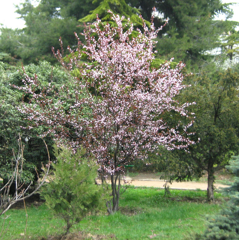 Image of Prunus cerasifera var. pissardii specimen.