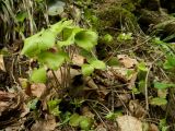 Hepatica nobilis. Плодоносящее растение. Смоленская обл., Смоленский р-н, долина р. Удры. 07.05.2012.