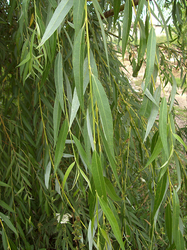 Image of Salix babylonica specimen.