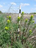 Euphorbia palustris