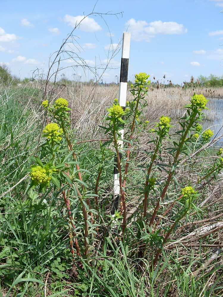 Image of Euphorbia palustris specimen.