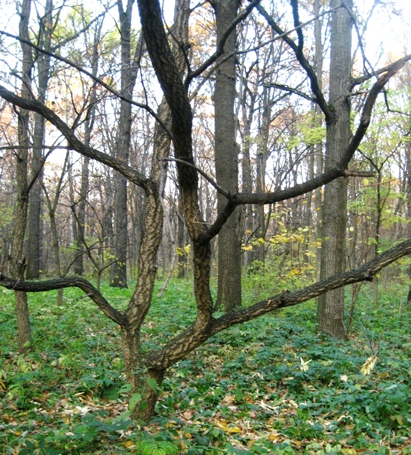 Изображение особи Phellodendron sachalinense.