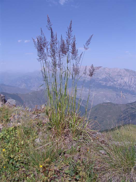 Image of Calamagrostis caucasica specimen.