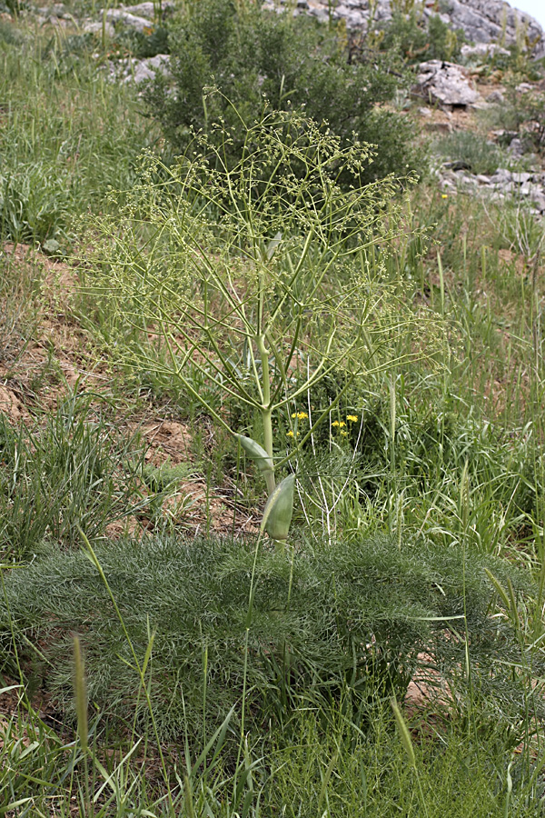 Image of Ferula karatavica specimen.