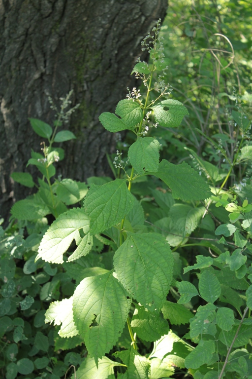 Изображение особи Isodon japonicus var. glaucocalyx.