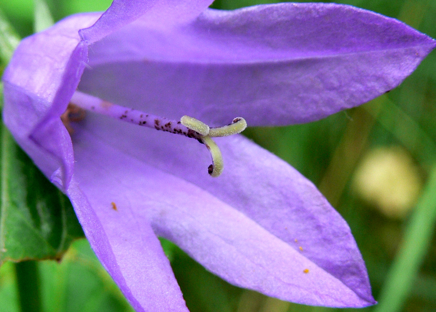 Image of Campanula rapunculoides specimen.