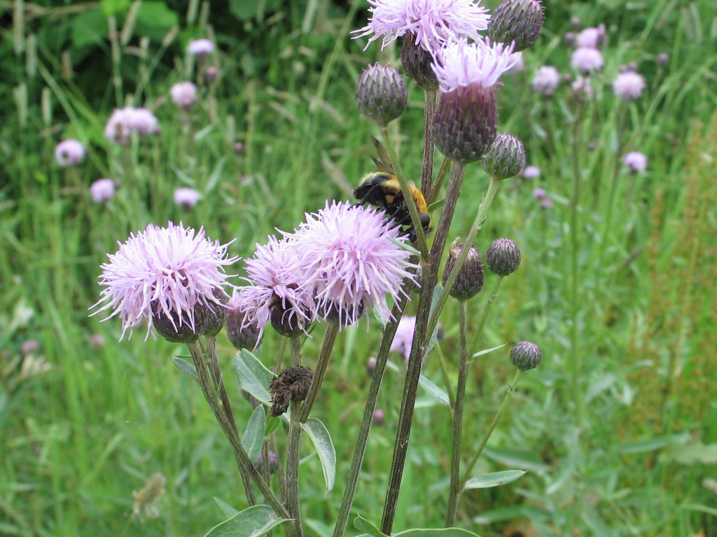 Изображение особи Cirsium setosum.