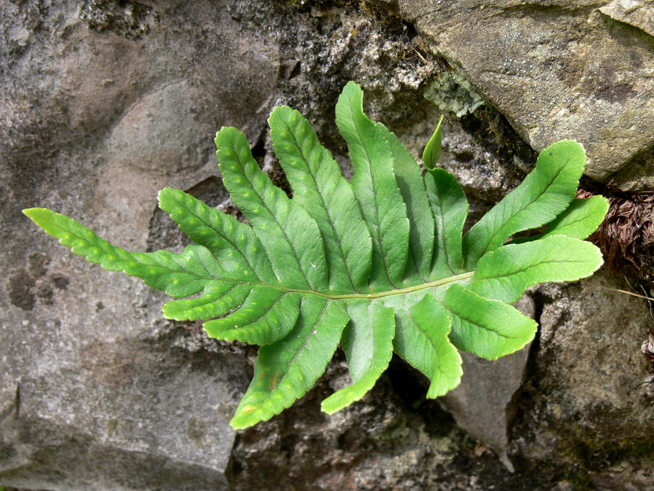 Изображение особи Polypodium cambricum.