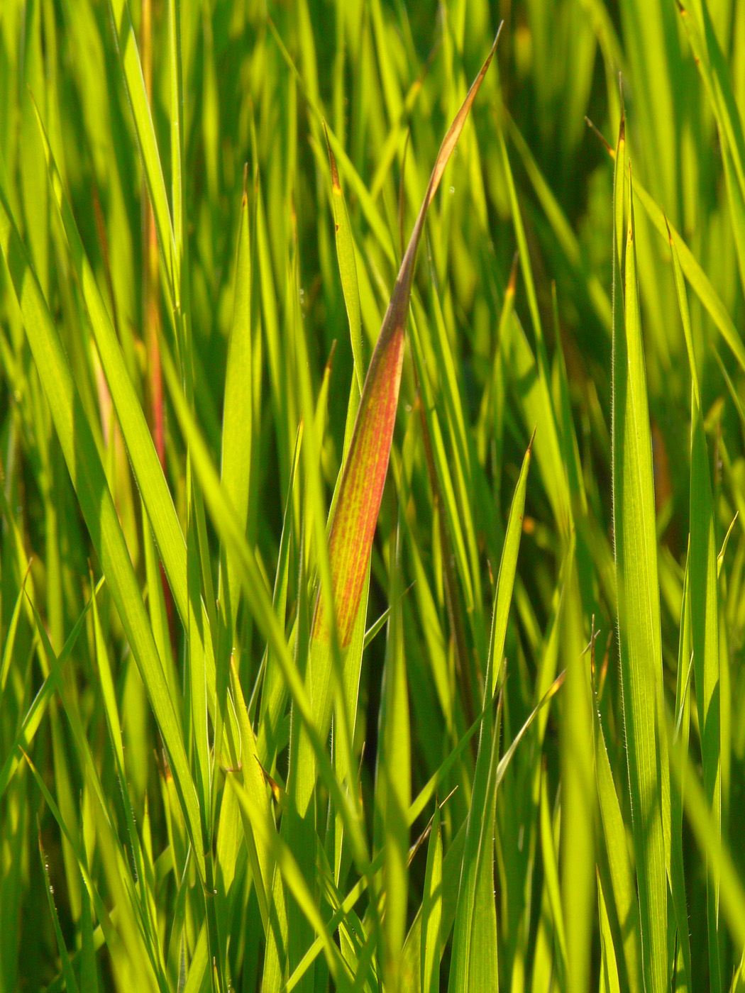 Image of Setaria viridis specimen.