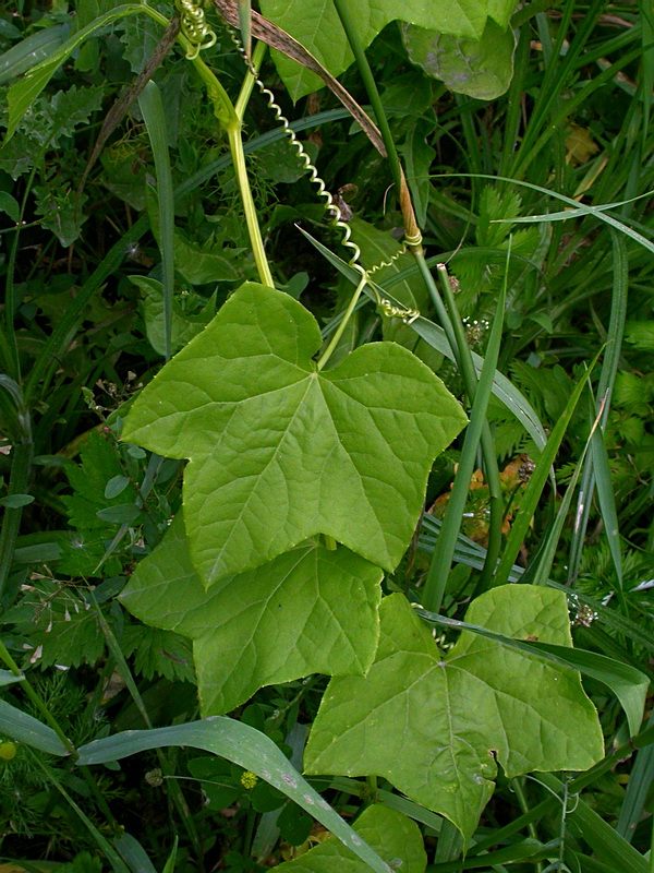 Изображение особи Echinocystis lobata.