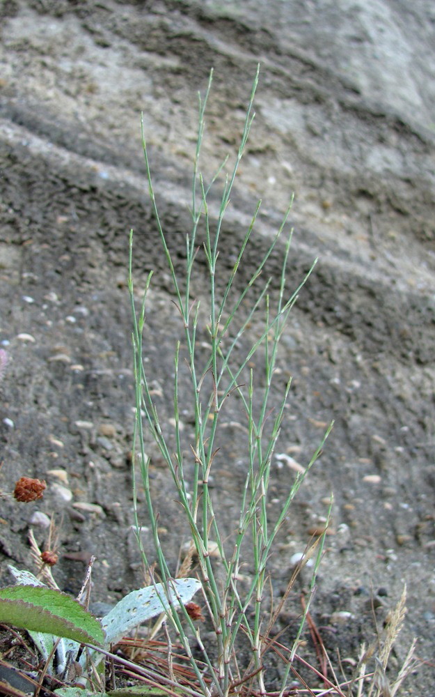 Image of Petrorhagia saxifraga specimen.