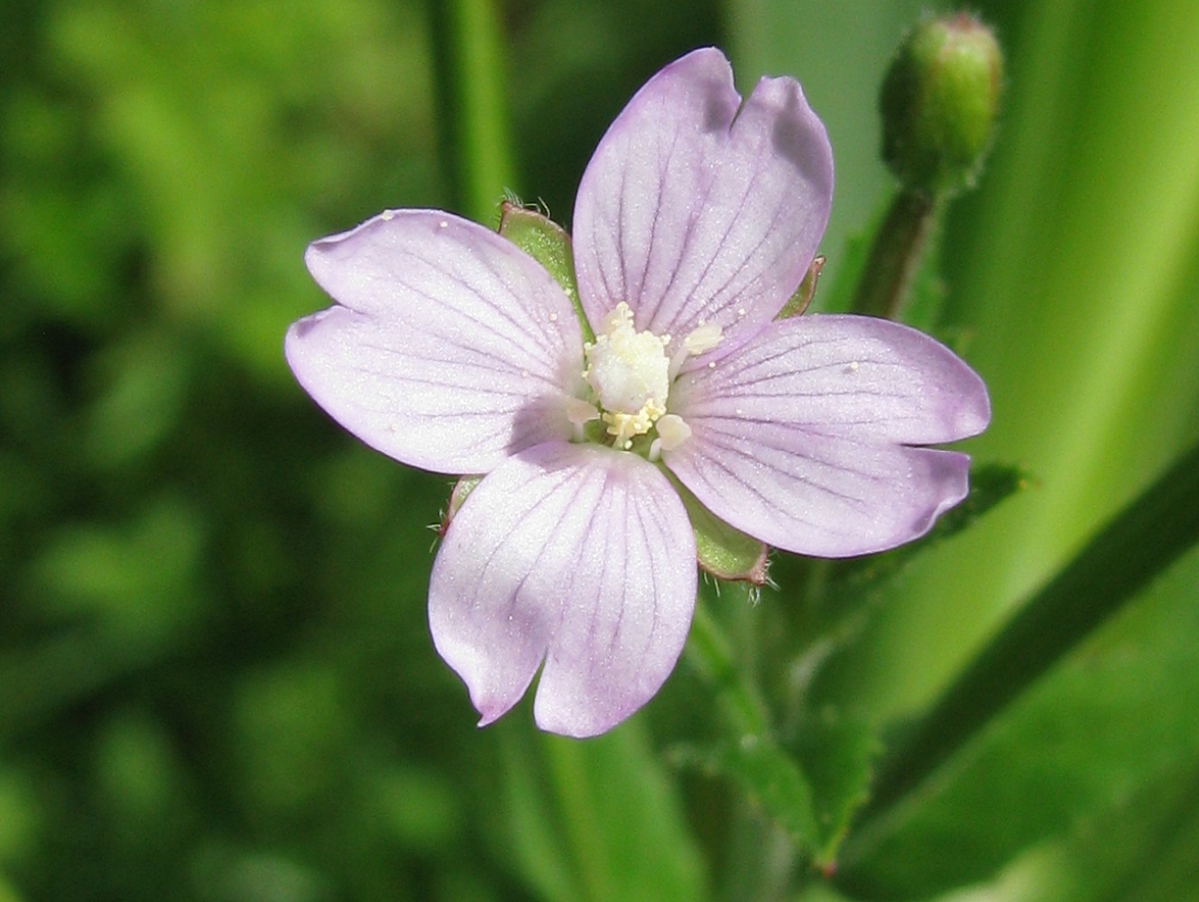 Image of Epilobium adenocaulon specimen.