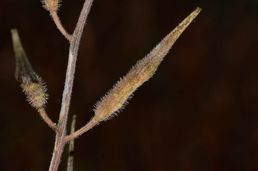 Image of Sinapis alba specimen.