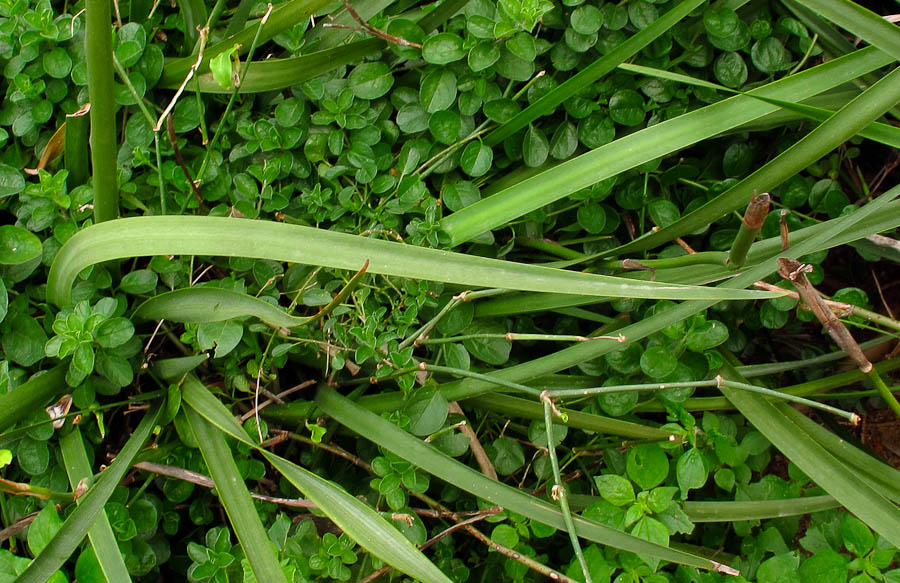 Image of Dietes grandiflora specimen.