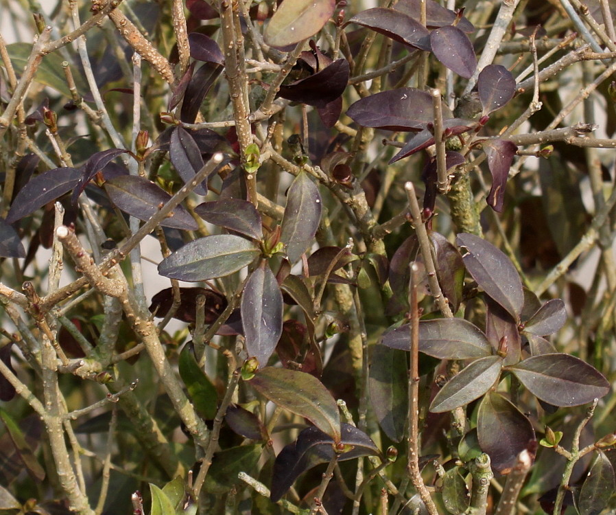 Image of Ligustrum vulgare specimen.