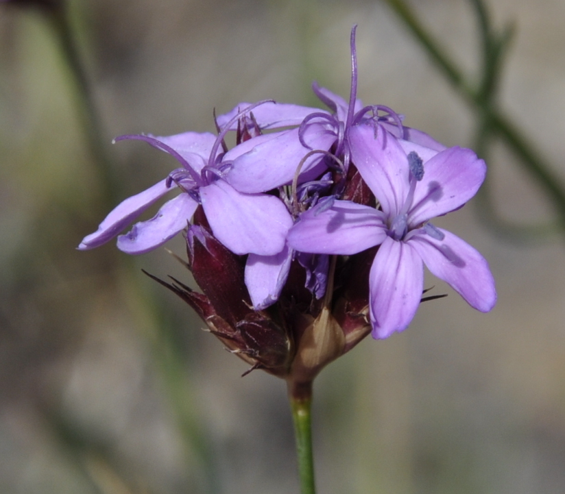 Изображение особи род Dianthus.