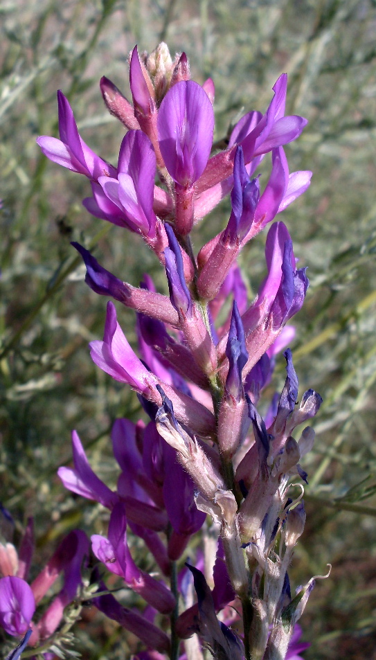 Image of Astragalus varius specimen.