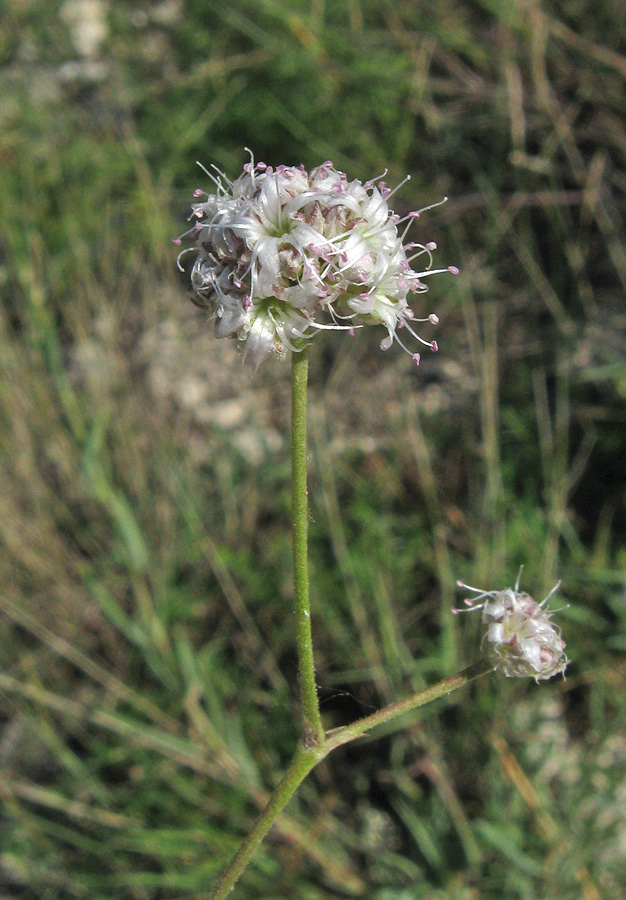 Image of Gypsophila pallasii specimen.