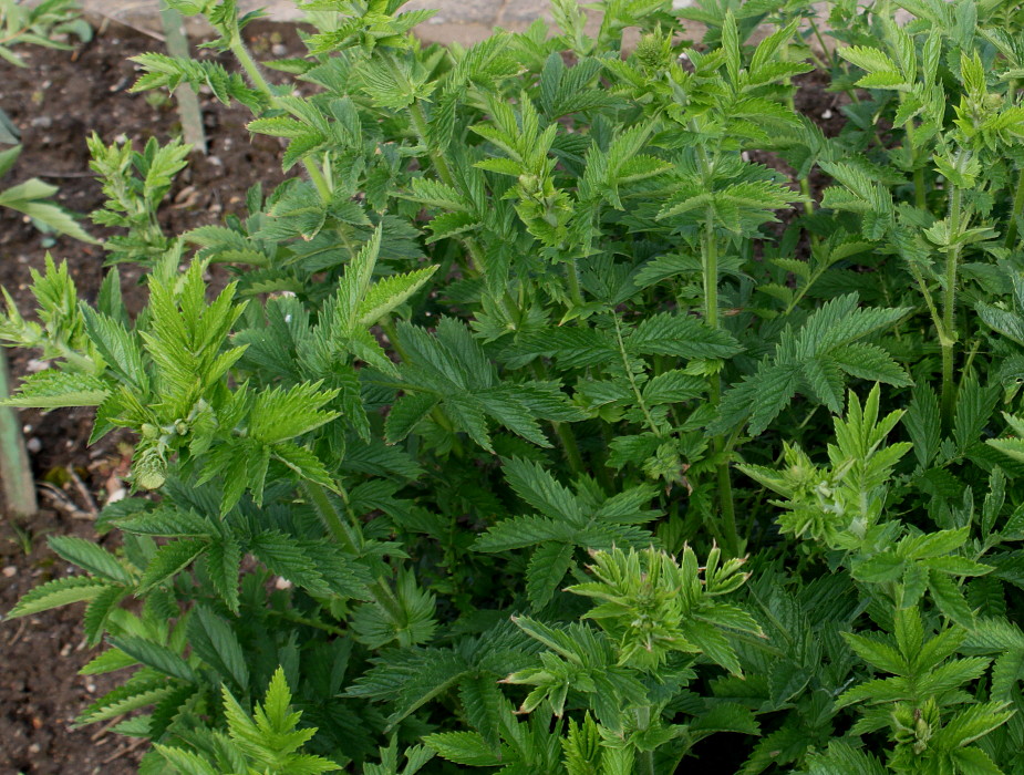 Image of Agrimonia eupatoria specimen.