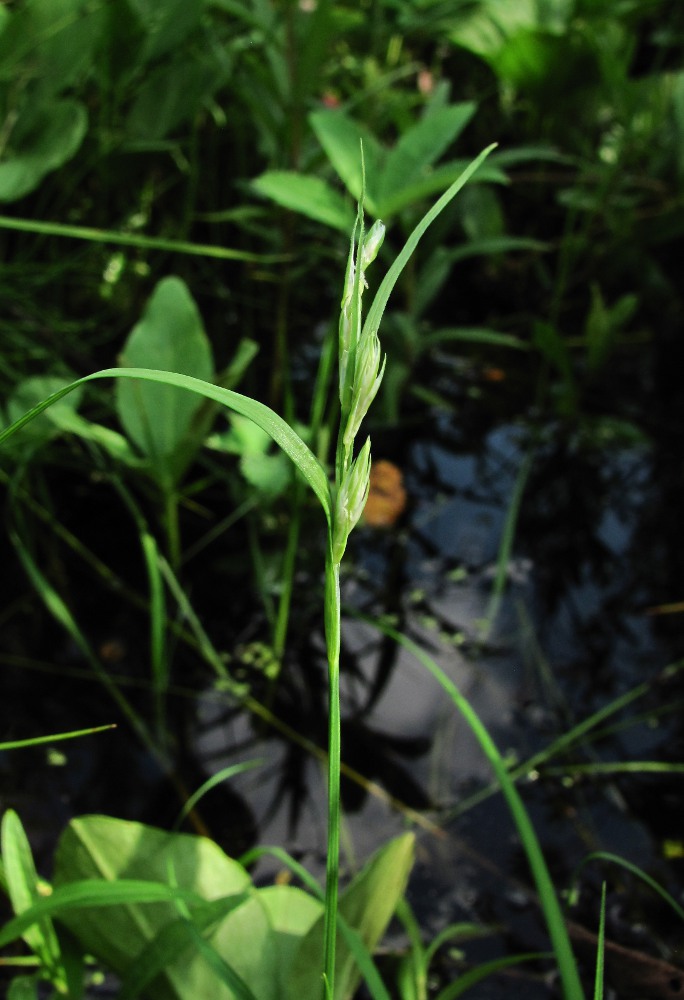 Image of genus Carex specimen.