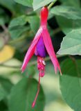 Fuchsia magellanica. Цветок. Германия, г. Krefeld, Ботанический сад. 25.07.2013.