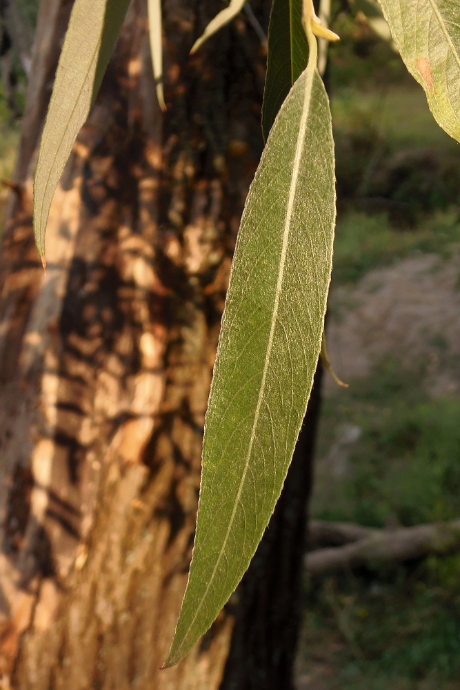 Image of Salix alba specimen.