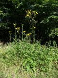 Sonchus arvensis