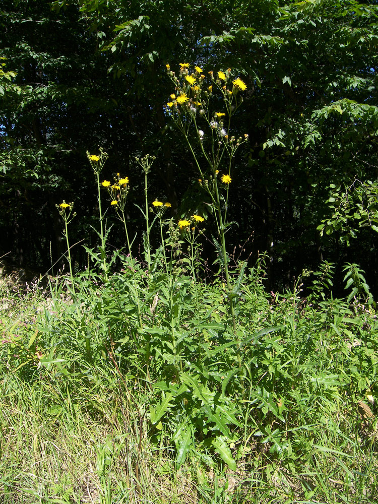 Изображение особи Sonchus arvensis.