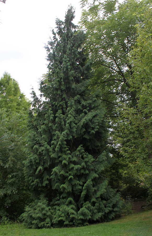 Image of Thuja plicata specimen.