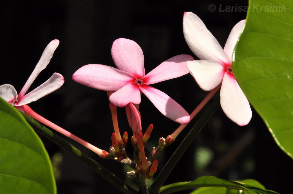 Image of Kopsia fruticosa specimen.