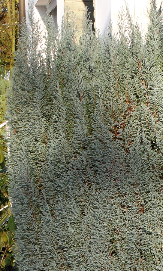 Image of Juniperus communis specimen.