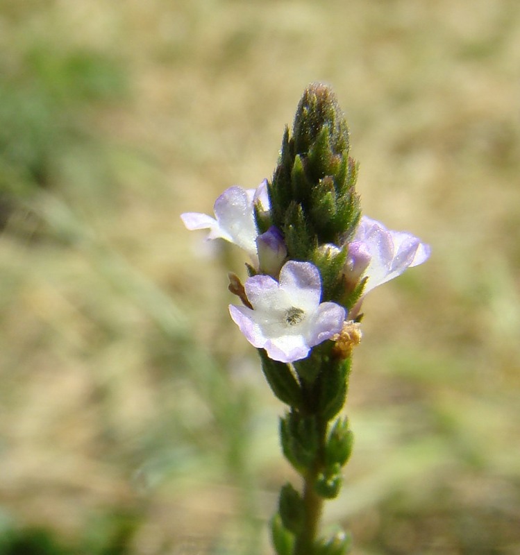 Изображение особи Verbena officinalis.