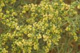 Ambrosia salsola. Цветущие ветви. США, Калифорния, Joshua Tree National Park. 19.02.2014.