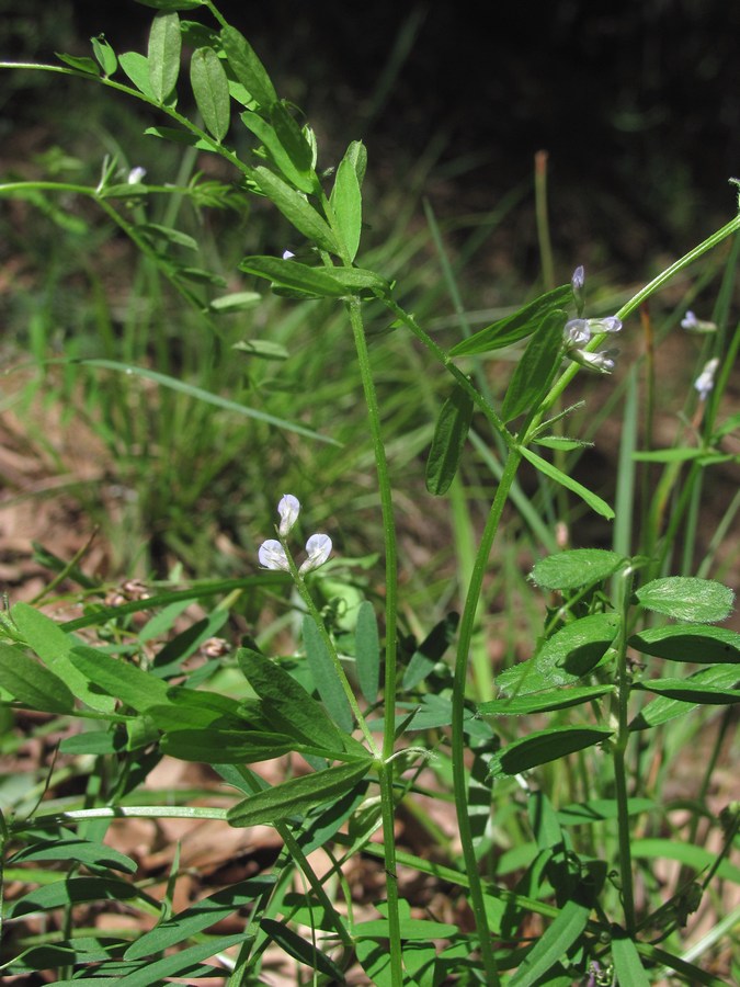 Image of Vicia loiseleurii specimen.