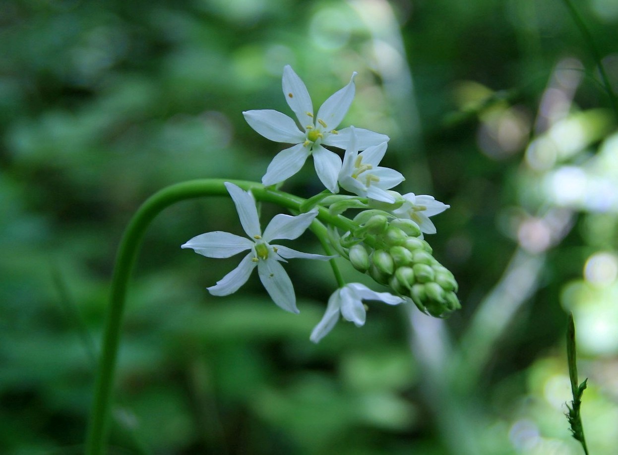 Изображение особи Ornithogalum ponticum.