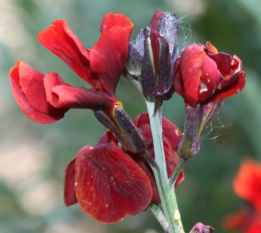 Image of Cheiranthus cheiri specimen.