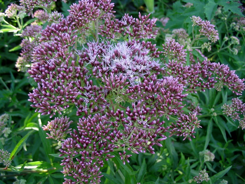 Image of Eupatorium cannabinum specimen.