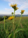 Inula helenium