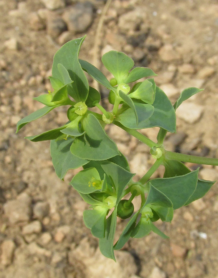 Image of Euphorbia falcata specimen.