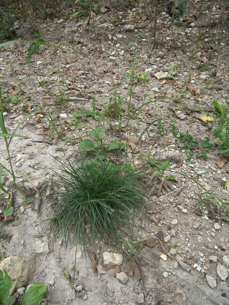 Image of Lolium perenne specimen.