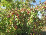 Malus prunifolia