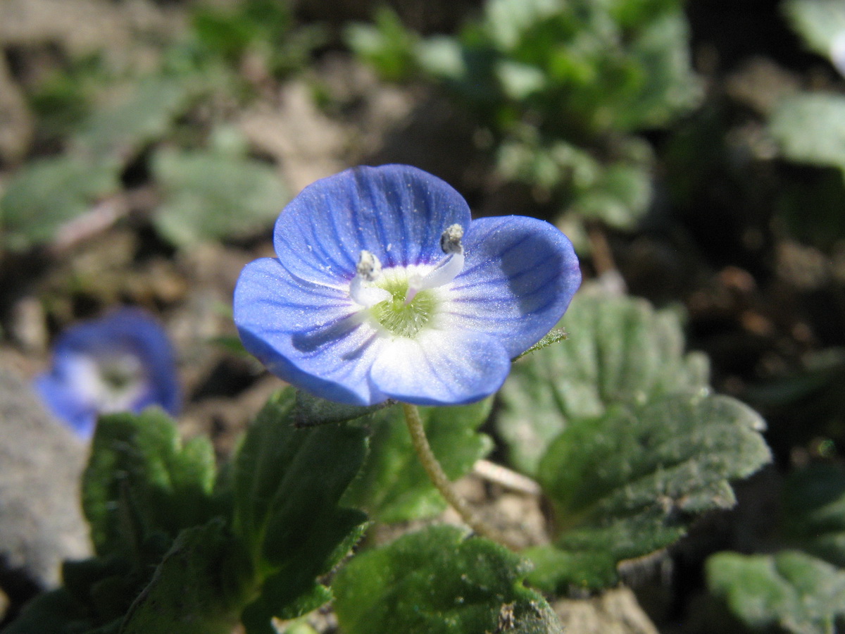 Image of Veronica polita specimen.