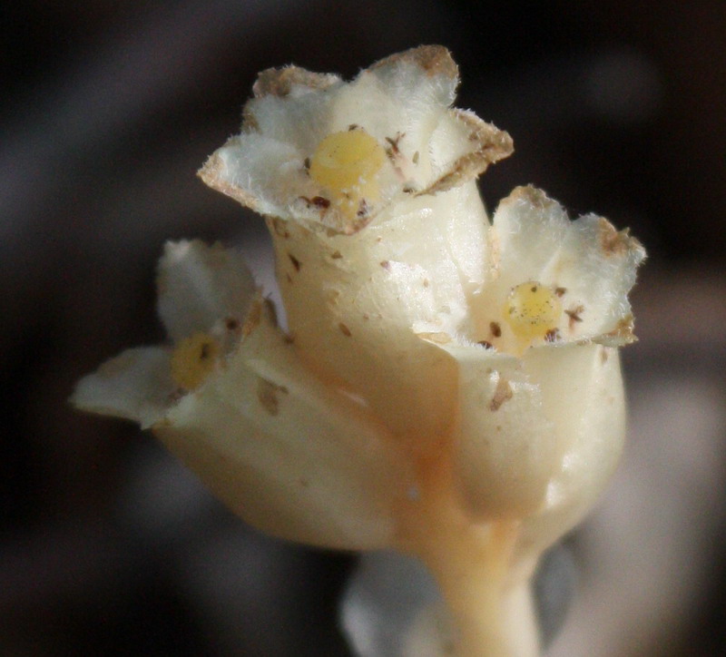 Image of Hypopitys monotropa specimen.