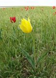 Tulipa suaveolens