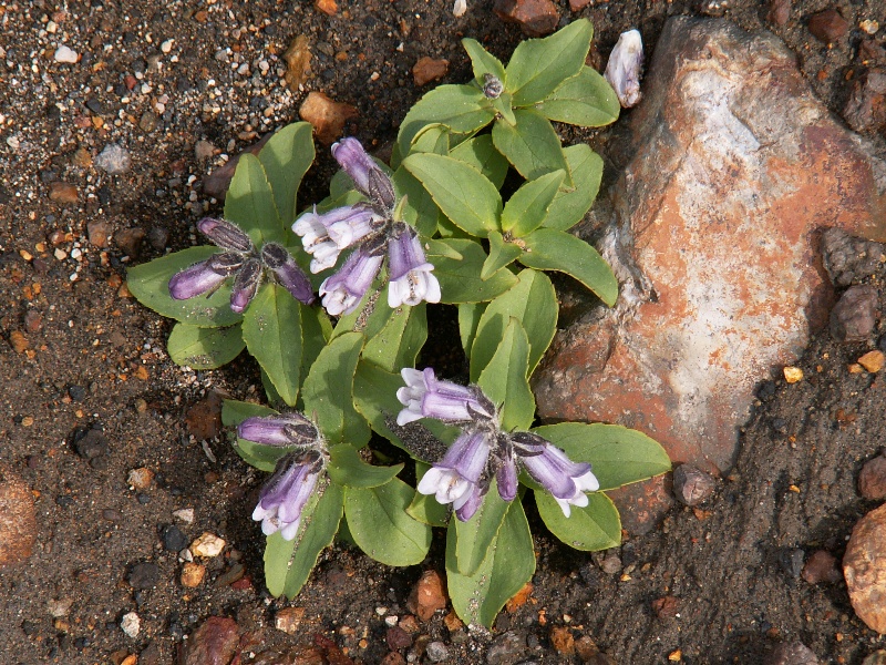 Image of Pennellianthus frutescens specimen.