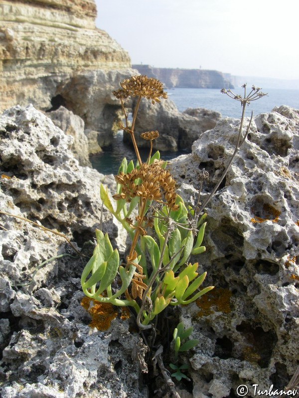 Image of Crithmum maritimum specimen.