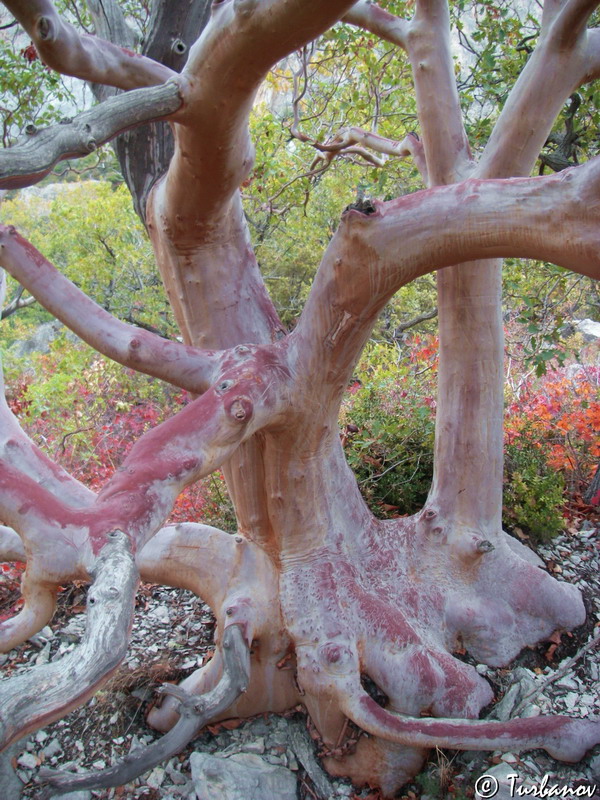 Image of Arbutus andrachne specimen.