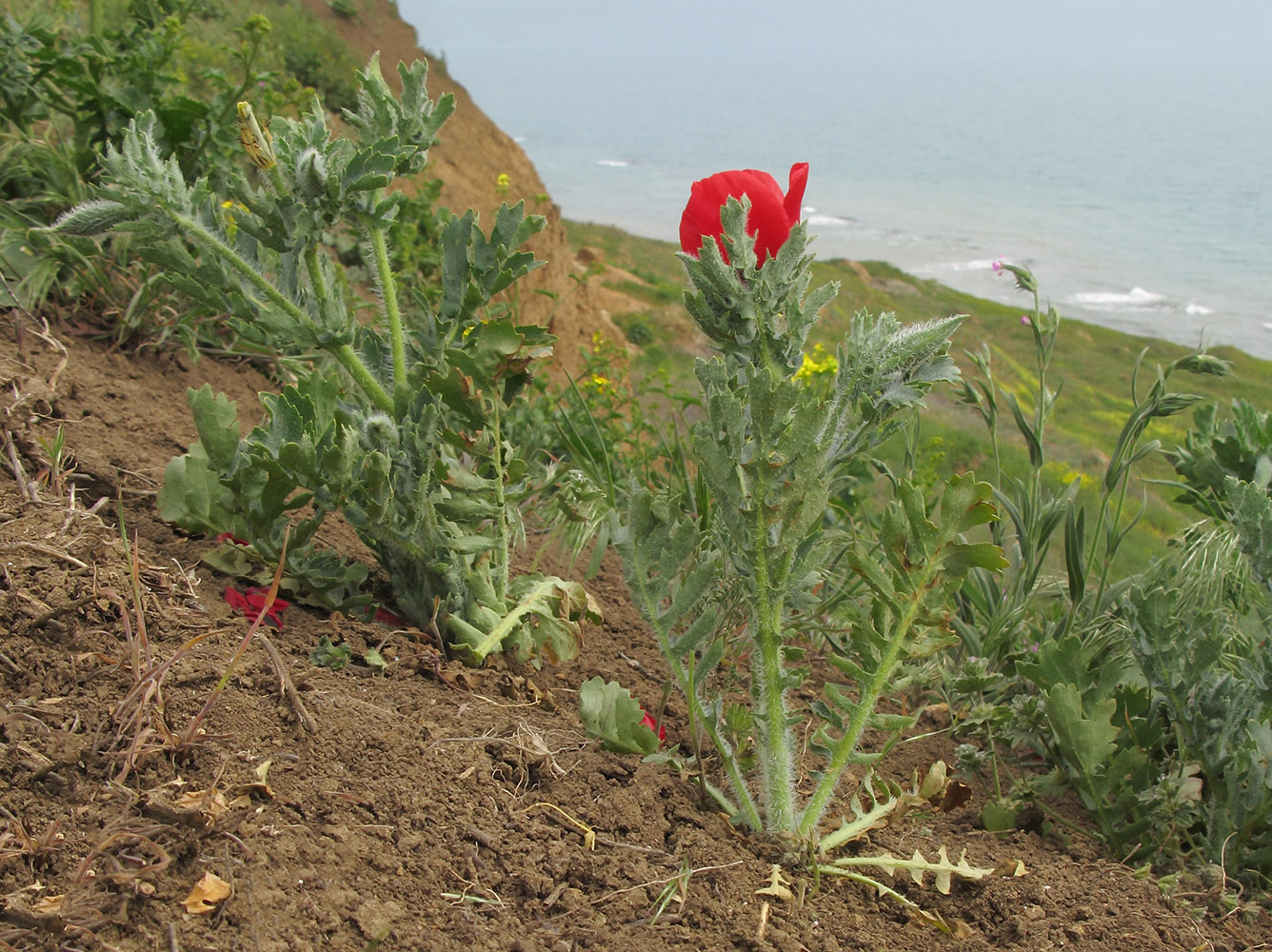 Изображение особи Glaucium corniculatum.